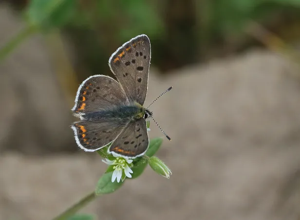 Brauner Feuerfalter